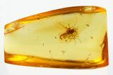 Detailed Fossil True Midge (Chironomidae) in Baltic Amber #307900-1